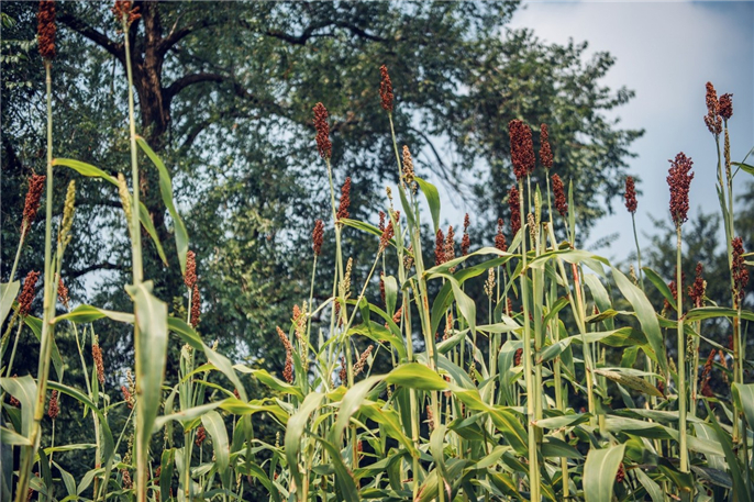 1565944016785135.jpg 微信圖片_20190816154331.jpg